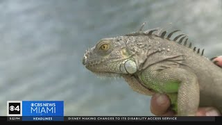 What you need to know about South Florida's iguanas