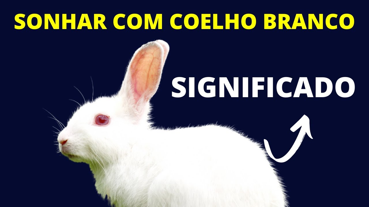 O que significa sonhar com COELHO BRANCO. Confira os significados ...
