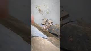 Heroic Cat Rescue During Flood | How to Prepare Your Pets for Emergencies