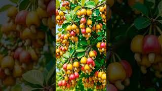 frouds view short videos