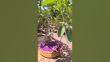 Bonsai plant style and root design idea for future bonsai projects #naturelife #bonsaitree #viralvid