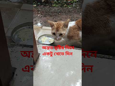 ওরা একটুতেই অনেক খুশি #shortsfeed #shortviral #catlove #catlife #cat #catlover #sathirsathe