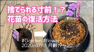 弱った花の救い方② #Garden #flower 【家庭菜園】半額 インカルビレア