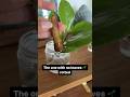 🥳ZZ propagation update. #zzplant #propagation #shortsvideo
