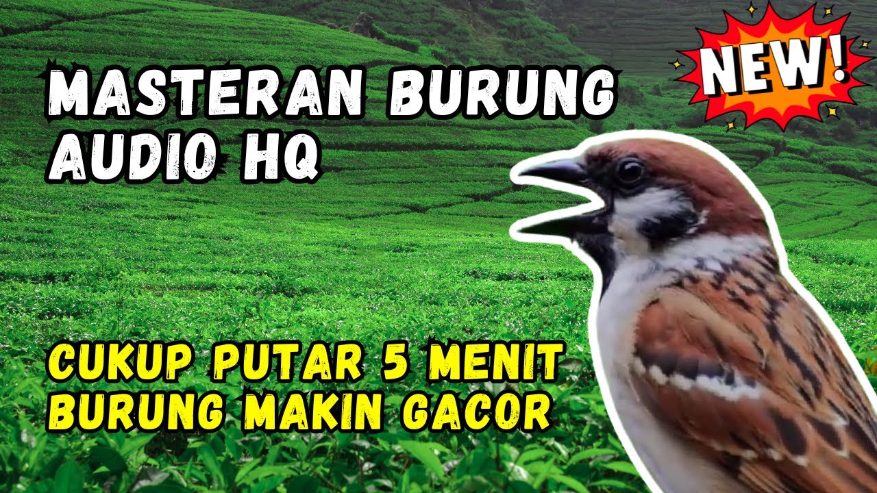 Masteran Burung Audio HQ Cukup Putar 5 Menit Burung Makin Gacor