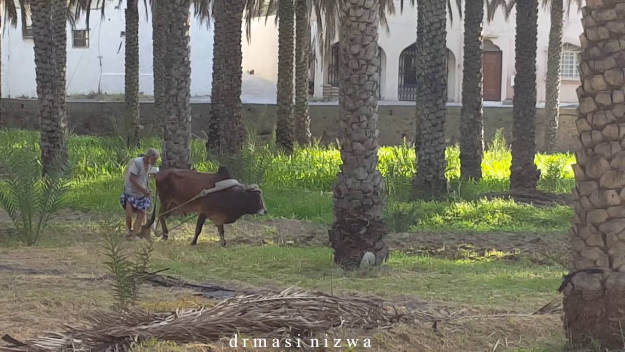 حرث الارض الزراعية بالطريقه التقليدية #عمان #نزوى - YouTube