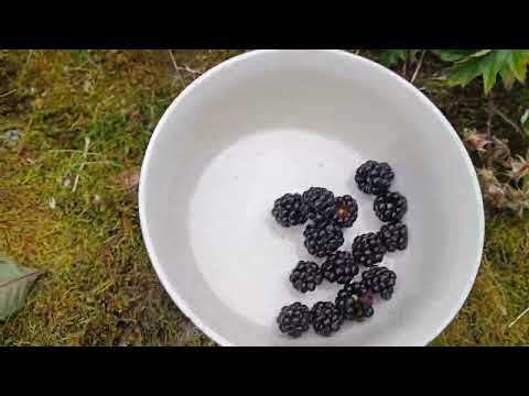 picking berries very fresh.