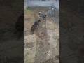 みんなで走りまわったあの日が大切でした #犬のいる暮らし #犬動画 #犬のいる生活