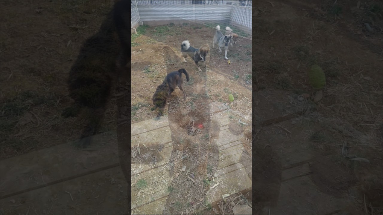 みんなで走りまわったあの日が大切でした #犬のいる暮らし #犬動画 #犬のいる生活