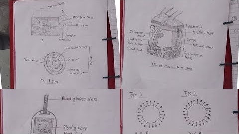 Bsc 2nd Semester Zoology Practical File ||  Zoology Practical File Bsc 1styear 2 nd semester Part 1