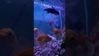 Amazing Traditional Bamboo Tools aquarium  Fishing Video (Part-01)#fishing_shorts #fishing