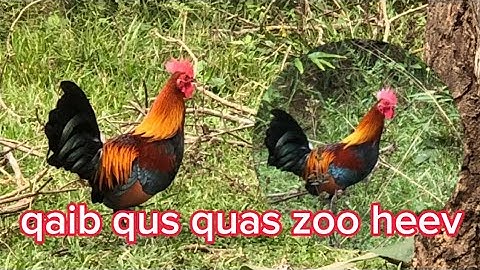 Qaib dib noob qaib qus quas zoo 20/11/2025