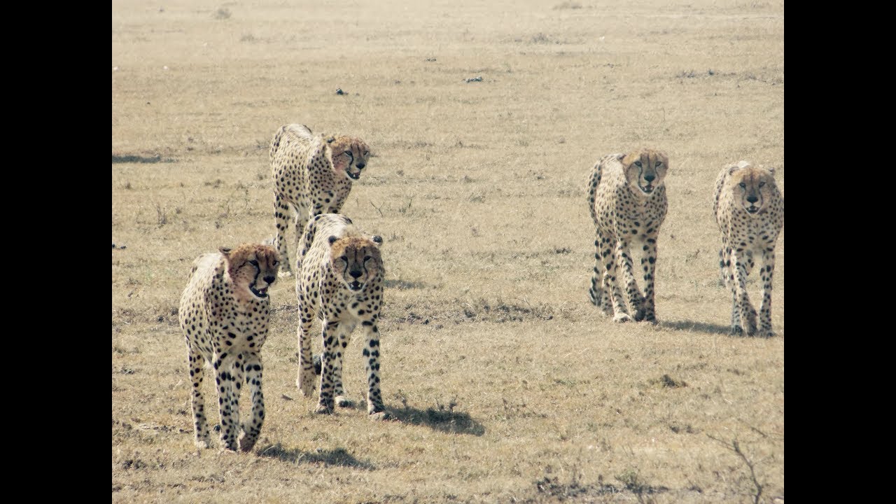 The marvellous Maasai Mara, Kenya - backpacking East Africa ep15