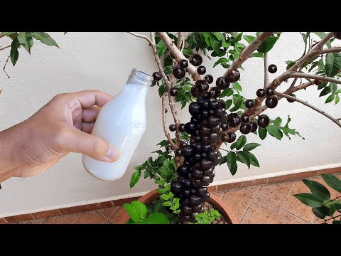 Vídeo: Receitas de casca de milho e mais: usando cascas de milho do jardim