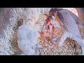 #125🦅🐥24°🐥24°🐥20°🥚Amersfoort🇳🇱Falcon Nest 2026／Joris💗1PF／Onze Lieve Vrouwevoren／by OLV Toren