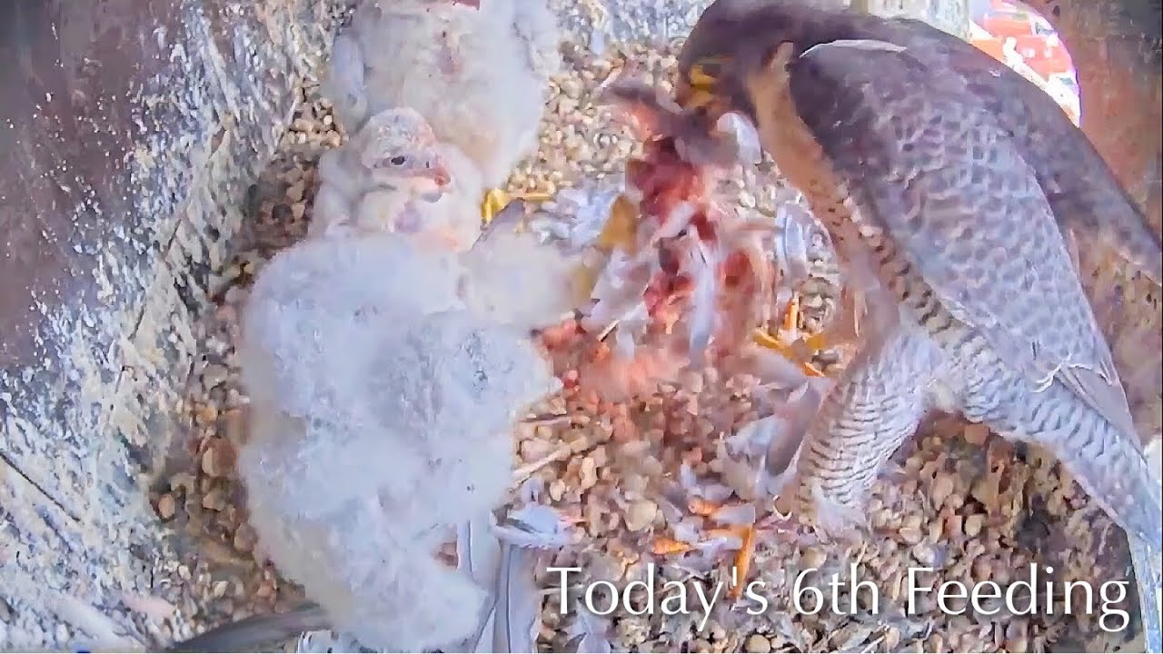 #125🦅🐥24°🐥24°🐥20°🥚Amersfoort🇳🇱Falcon Nest 2026／Joris💗1PF／Onze Lieve Vrouwevoren／by OLV Toren