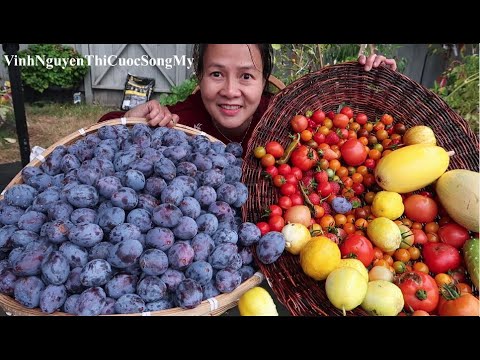 Video ĂN MẬN MỸ,HÁI MẬN MỸ TRÊN CÂY,HÁI CÀ CHUA VÀNG ĐỎ DƯA... - youtube