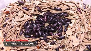 ミルワーム・マニアックス ～ミルワーム飼育上級者編04～ ミルワーム養殖における、成虫の足場問題について。
