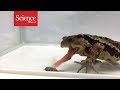 Bombardier beetle escapes from a toad’s stomach after launching a chemical attack
