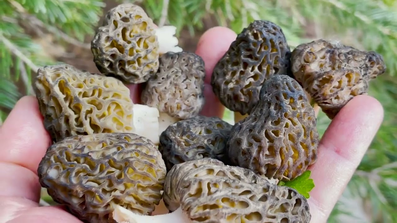 Wild Mushroom Pilaf | A Gourmet Recipe for Foraged Flavor | Part 2