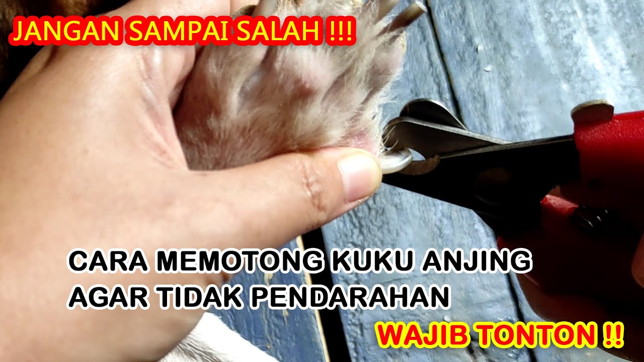 Cara Penting Memotong Kuku Anjing Agar Tidak Pendarahan Youtube