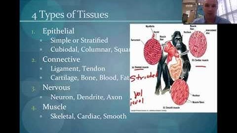 Animal Form and Function