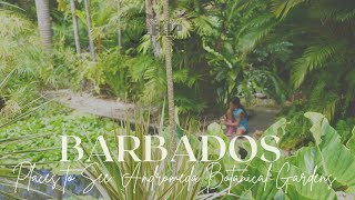 Places to See in Barbados- Andromeda Botanical Gardens