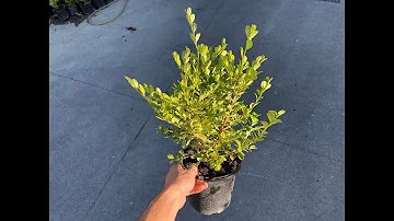 Bosso, una pianta da siepe elegante: come coltivarla! (Buxus sempervirens)