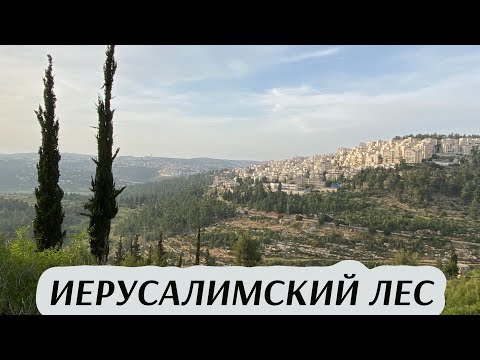 Видео: Иерусалим артишок: ашигтай шинж чанар, хэрэглээ, жор