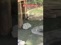 Snakes at Scape Adventure Park Punta Cana #snakes #python #puntacana