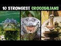 10 most powerful crocodilians in the world