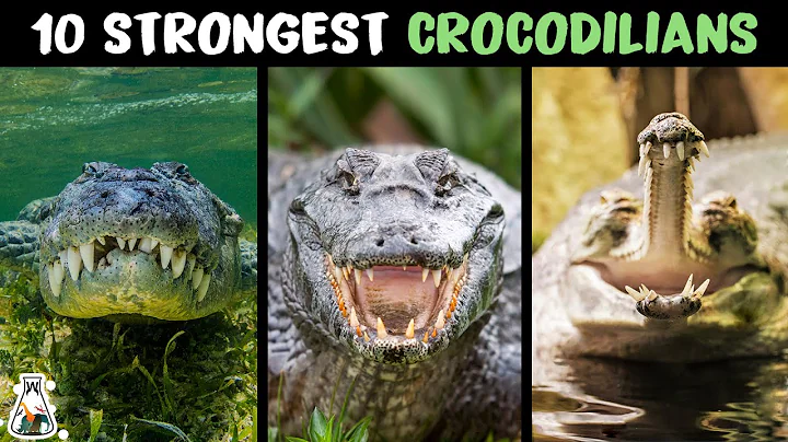 10 Most Powerful Crocodilians In The World - DayDayNews