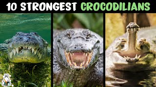10 Most Powerful Crocodilians In The World