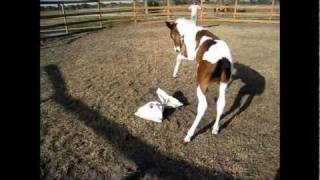 Hilarious!!!  Zip the Paint foal gets water on his back!