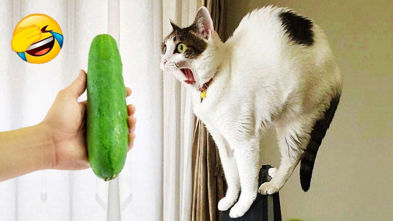 Try Not To Laugh 😍 Best Funny Cats and Dogs Videos 2026 😻🐶 Part 2