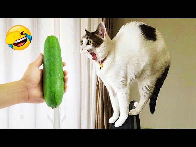 Try Not To Laugh 😍 Best Funny Cats and Dogs Videos 2026 😻🐶 Part 2