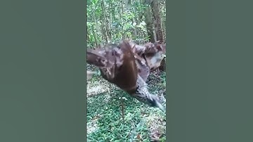 poin tepus tunggir dan asi topi sisik