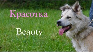 Молодая и красивая собака Красотка из Лесного приюта нашла свой дом. Молодая и красивая собака Красотка из Лесного приюта нашла свой дом.