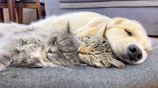 Adorable Golden Retriever Puts Her Cute Kittens to Sleep! [Cuteness Overload]