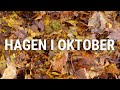 Hagen i oktober | Frosten har kommet