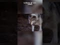 Sola Con El Lobo | La Noche del Lobo (2002) #shorts | LA Noche de Peliculas