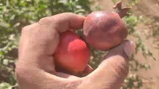 Fruit tree in fungicide active pomegranate fungicida farming fruits kisan