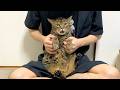 凶暴猫の爪切りが甲子園のサイレンすぎた...