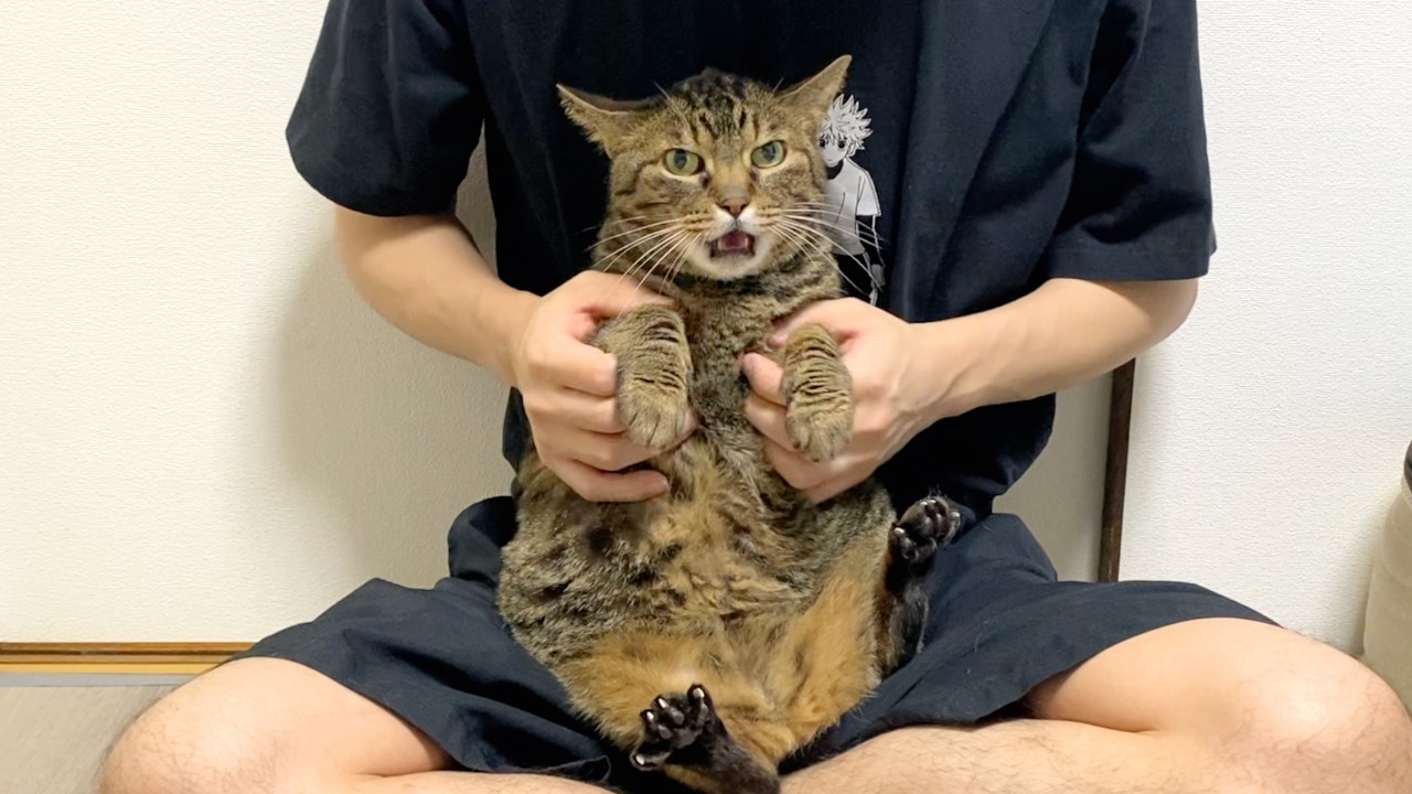 凶暴猫の爪切りが甲子園のサイレンすぎた...