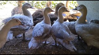 видео: Приобрела штуковину, ощип утки будет быстрее. Утонул гусенок. Неприятности и радости, обзор птицы картинка: Приобрела штуковину, ощип утки будет быстрее. Утонул гусенок. Неприятности и радости, обзор птицы