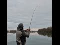 Dzigovanje na Predatore #fishing #angeln