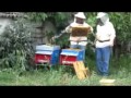 Italian apiary visit