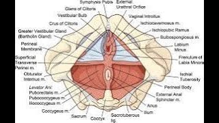Anal Triangle contains the anal canal and associated structures