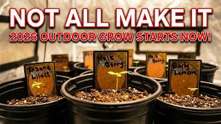 Not All These Seedlings Make It | 2026 Outdoor Grow Starts Now!