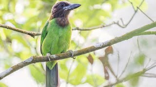 Takur bututut, bergerak lambat dan sulit ditemukan mencari makan di pohon berbuah